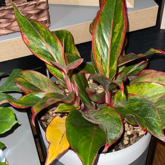 Chinese Evergreen plant in Uniondale, New York