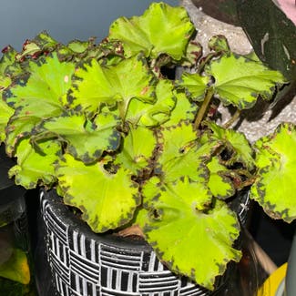 Tiger Kitten Begonia plant in Uniondale, New York