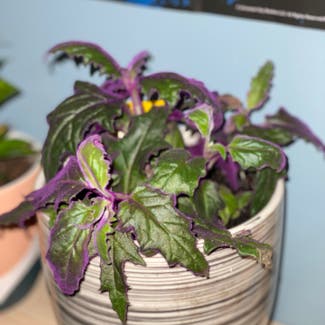 Purple Velvet Plant plant in Uniondale, New York
