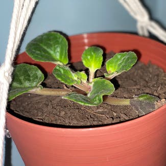 African Violet plant in Uniondale, New York