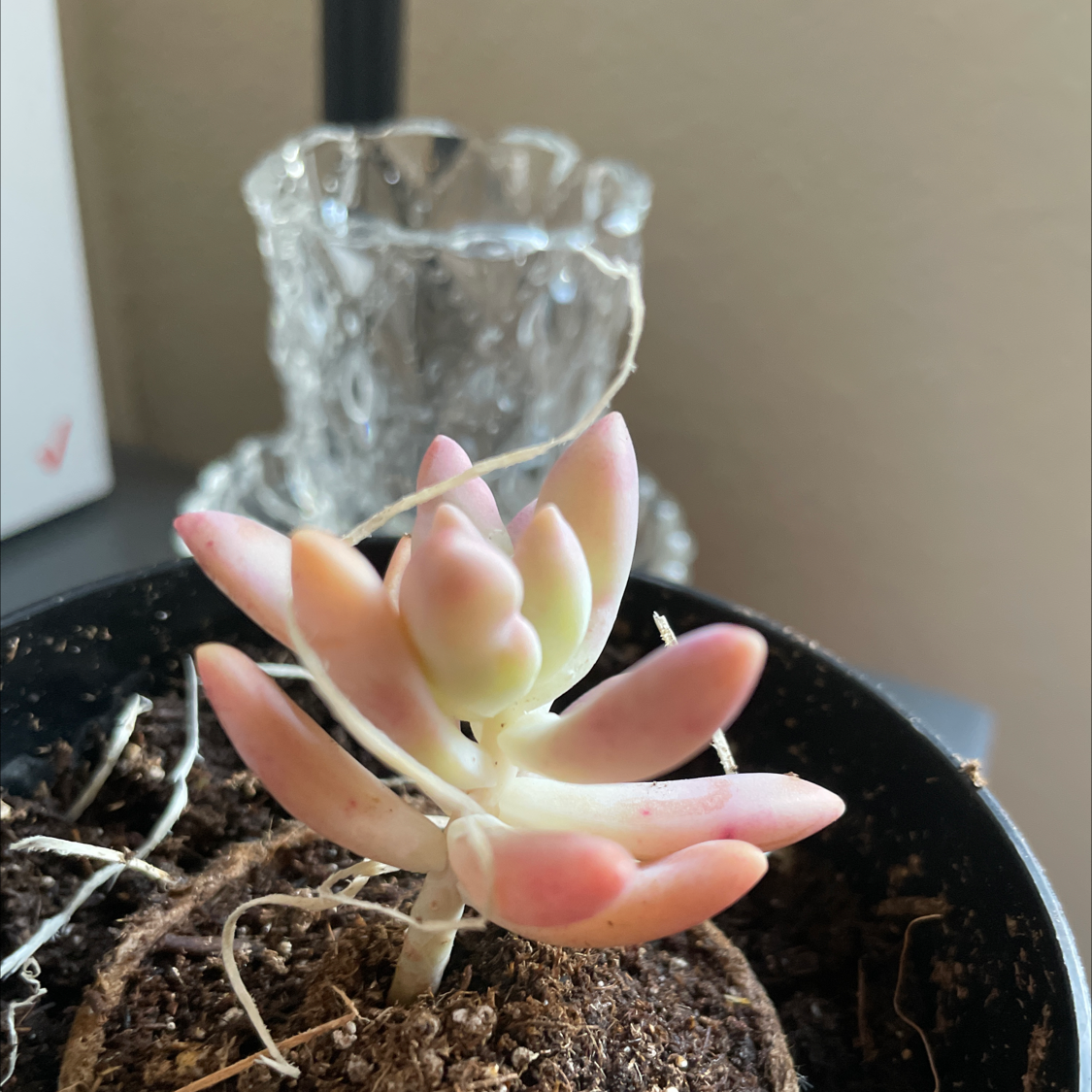 Graptosedum 'Darley Sunshine' succulent in a pot with visible soil, well-framed and healthy.