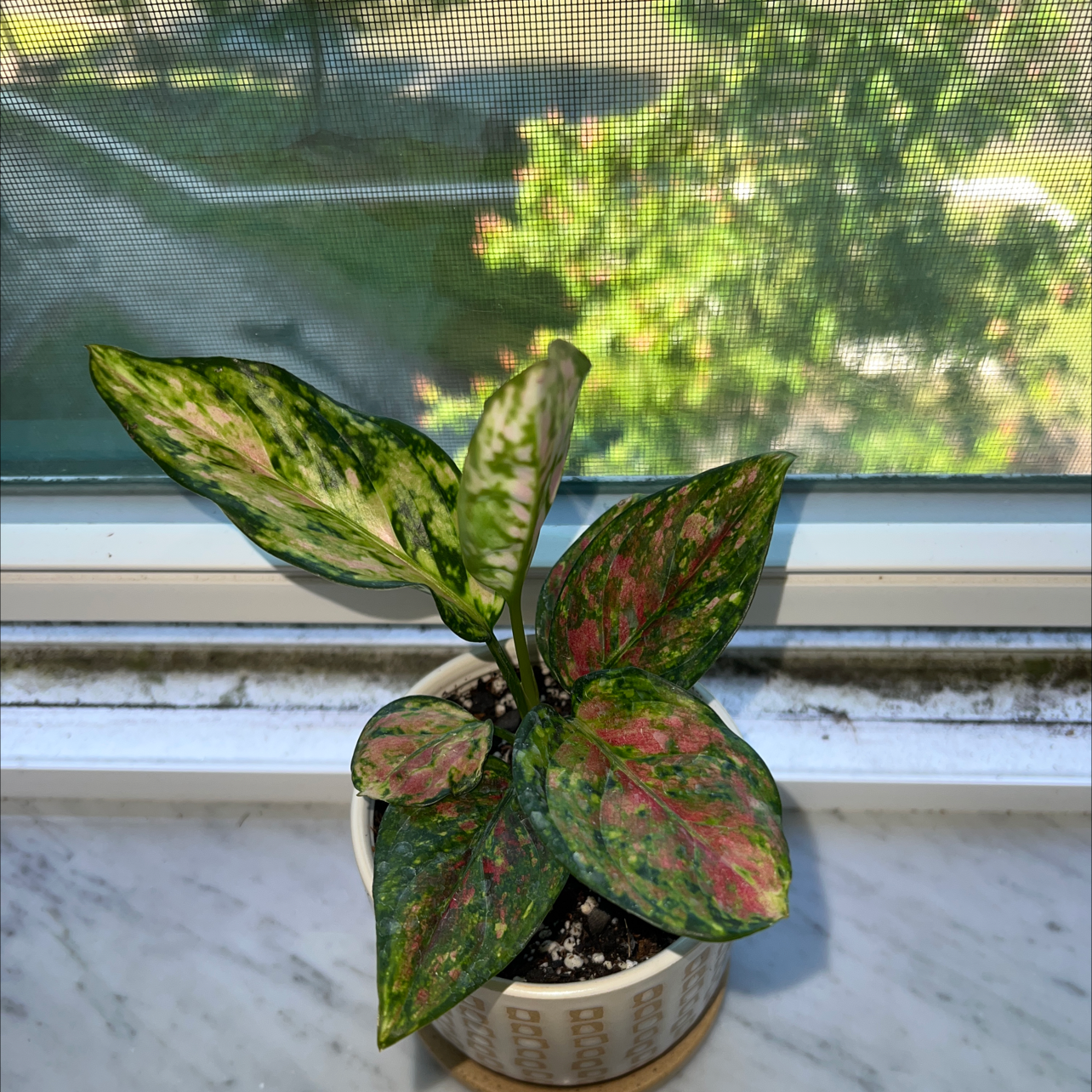 Pink Dalmatian Aglaonema plant in a pot on a windowsill with vibrant green and pink leaves.