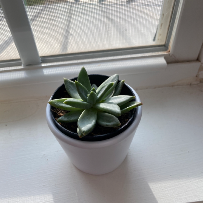 Pachyveria Little Jewel succulent in a white pot on a windowsill.
