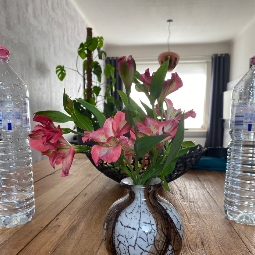 Peruvian-Lily in a vase on a wooden table with pink flowers and green leaves.