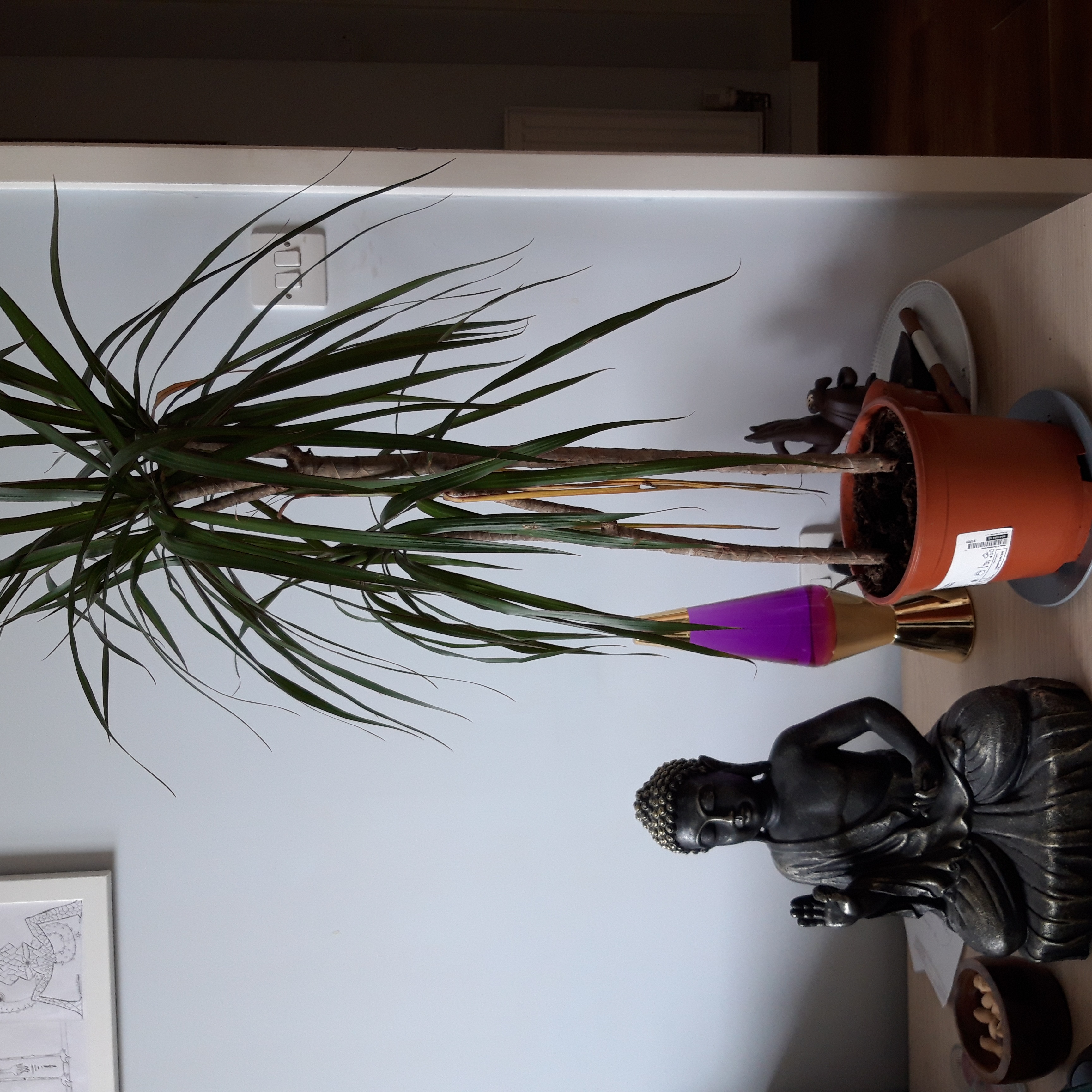 Madagascar Dragon Tree in a pot on a table, appearing healthy with long, slender leaves.