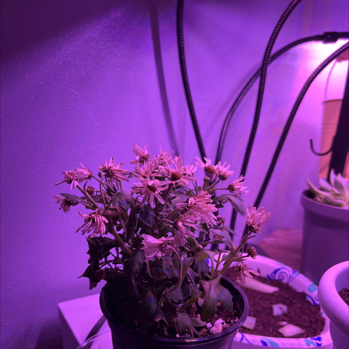 Photo of the plant species Ragged Robin by @CheerfulSalad named Sad mum on Greg, the plant care app