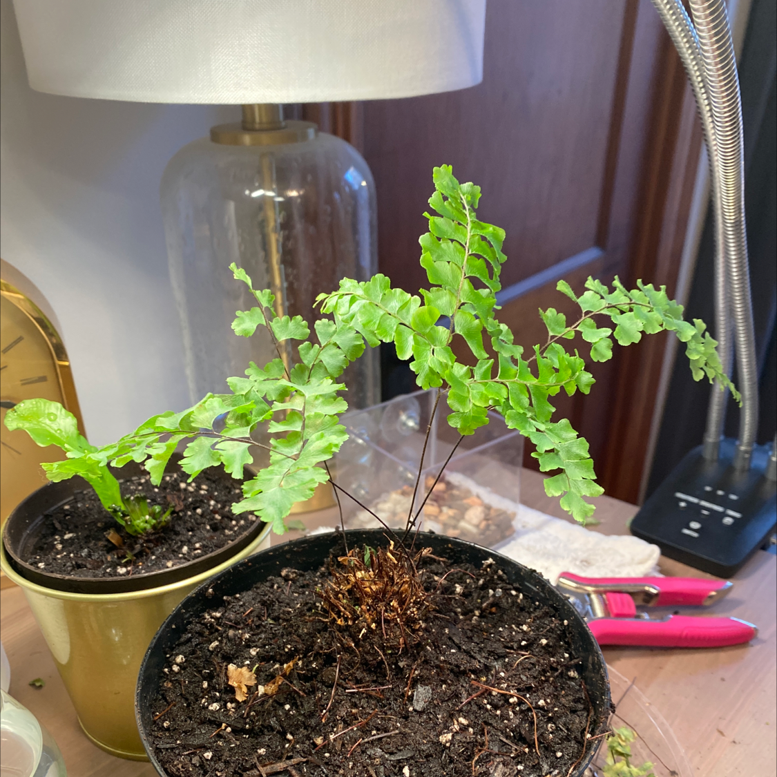 Northern Maidenhair Fern in a pot with visible soil, healthy green leaves, and no flowers.
