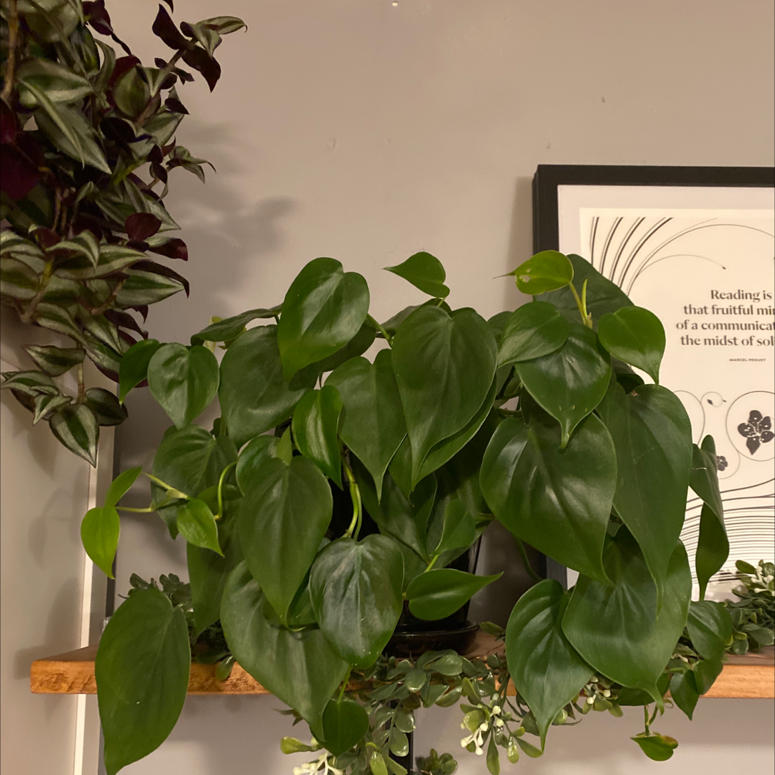 Philodendron Scandens plant photo by @Magabag named Philodendra on Greg, the plant care app.