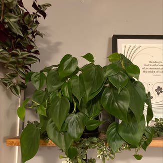 Heartleaf Philodendron plant in Cambridge, Massachusetts