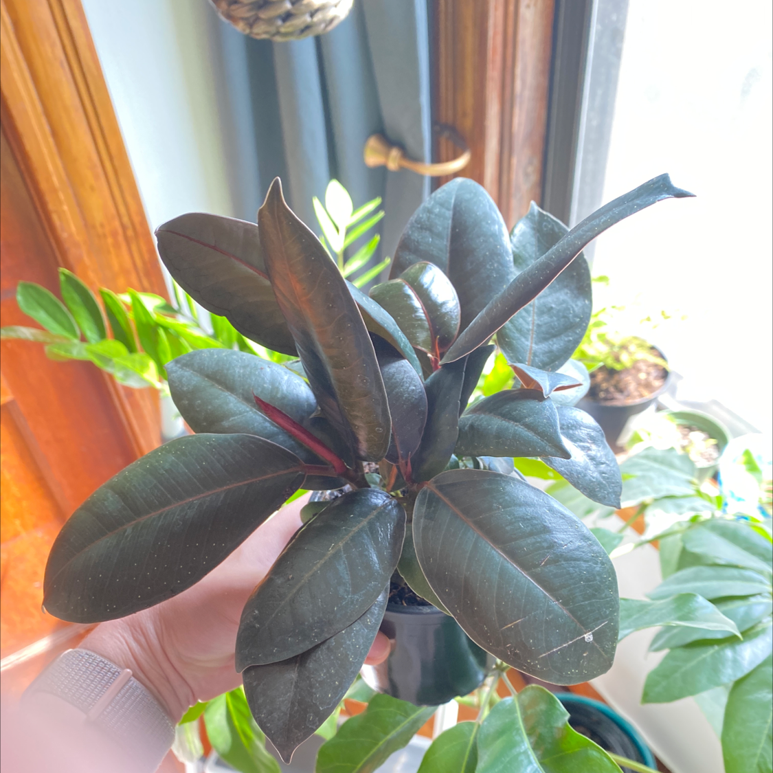 Burgundy Rubber Tree with dark, glossy leaves held by a hand near a window.