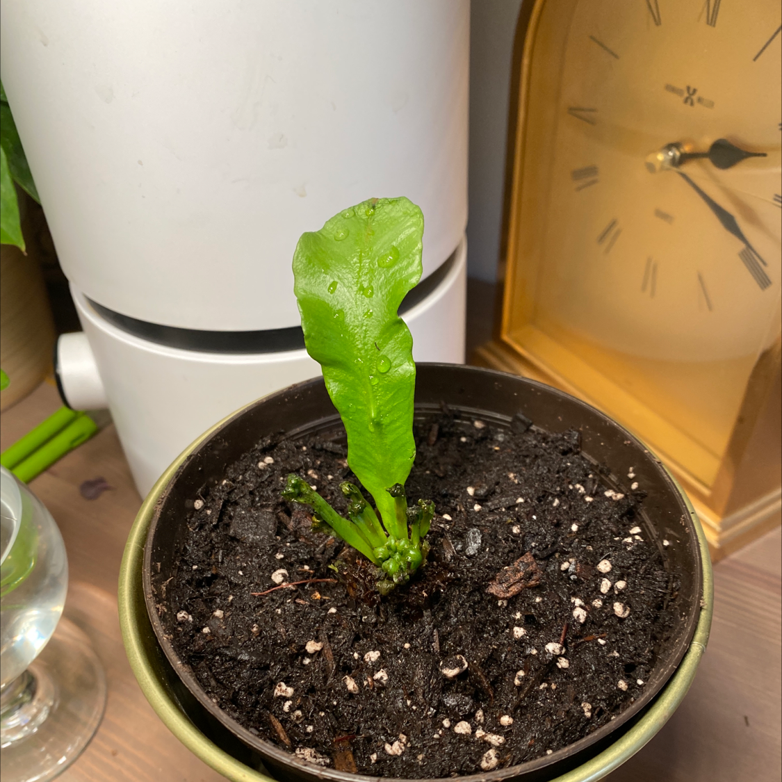 Bird's Nest Fern plant photo by @Magabag named Big bird on Greg, the plant care app.