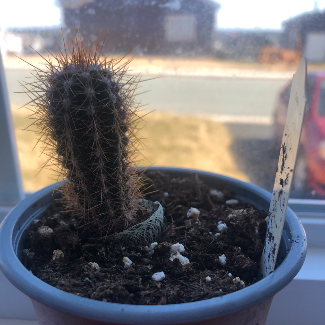 Photo of the plant species Espostoa senilis by @KnightRamarama named Rodger on Greg, the plant care app
