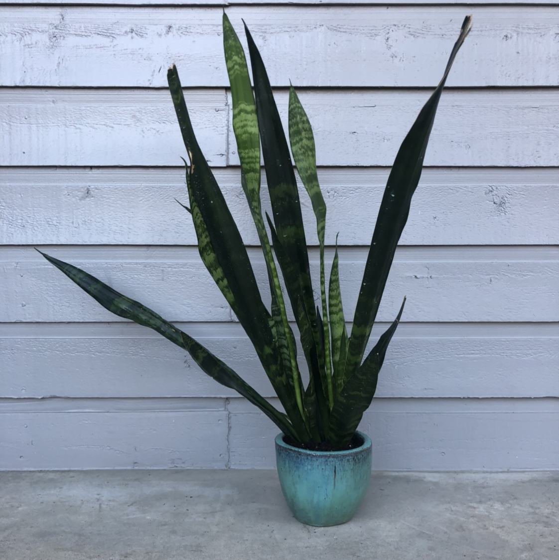 Snake Plant plant photo by @skylerdean named Mando on Greg, the plant care app.