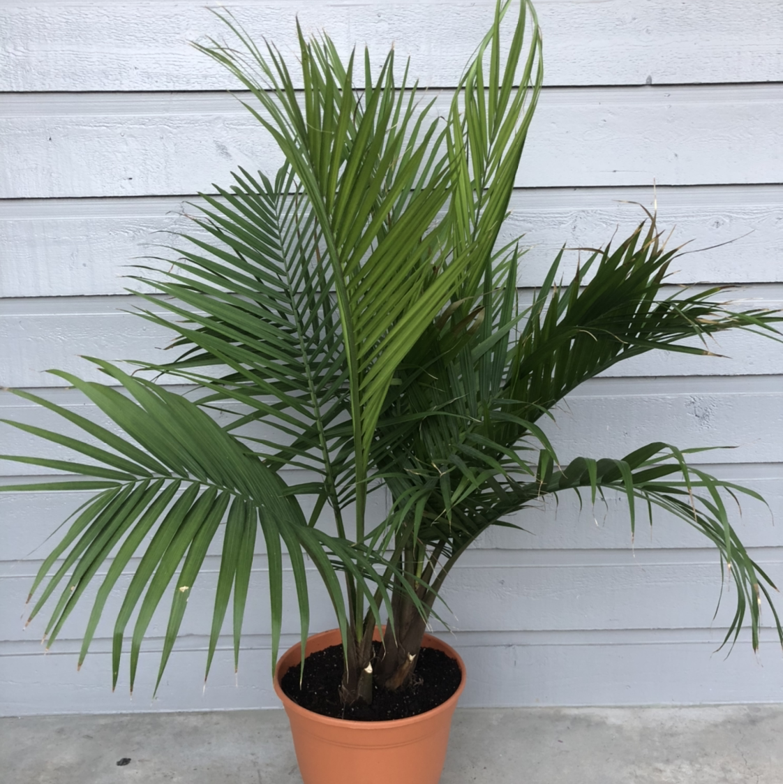 Majesty Palm plant photo by @skylerdean named Jasp on Greg, the plant care app.