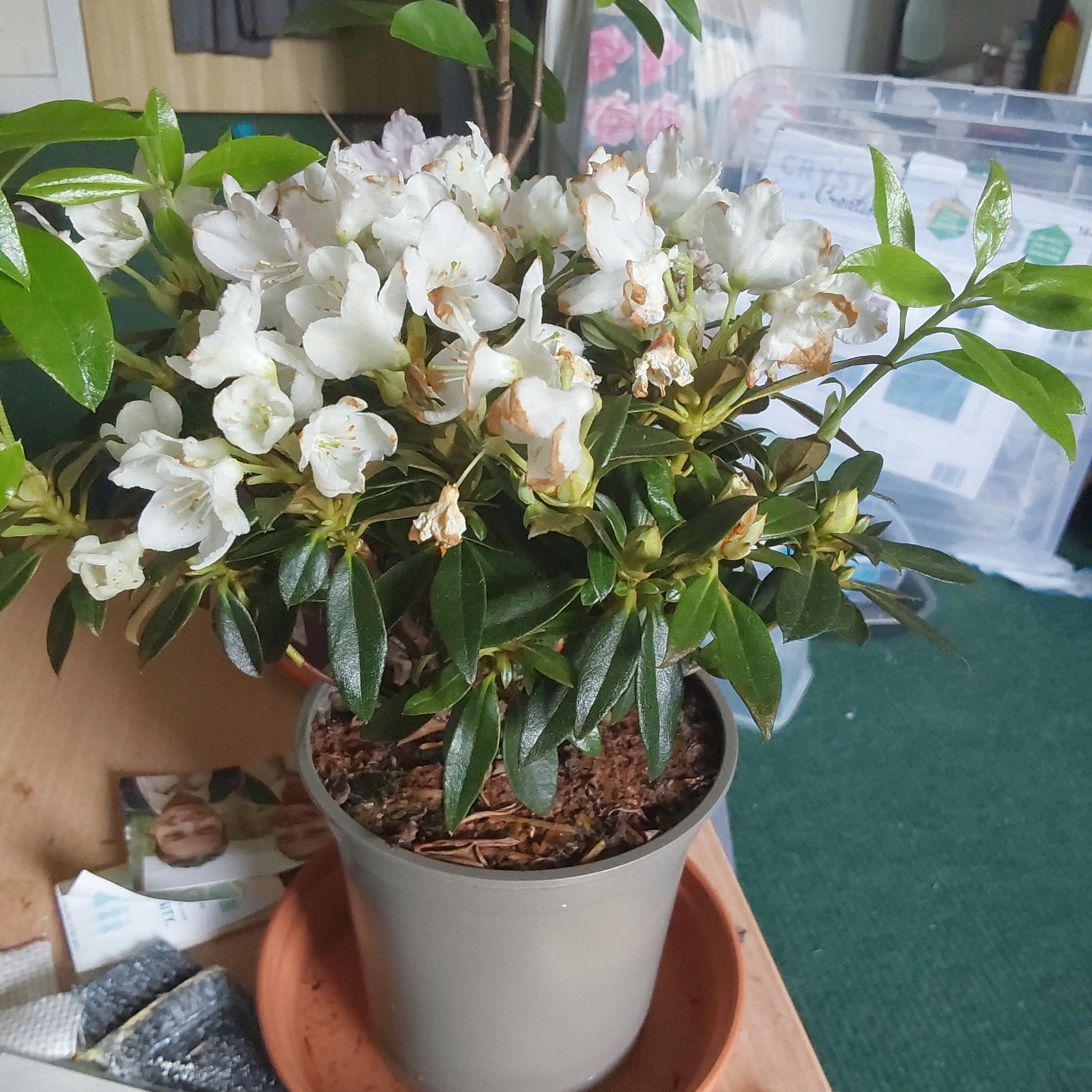 how to tell if rhododendron is dead