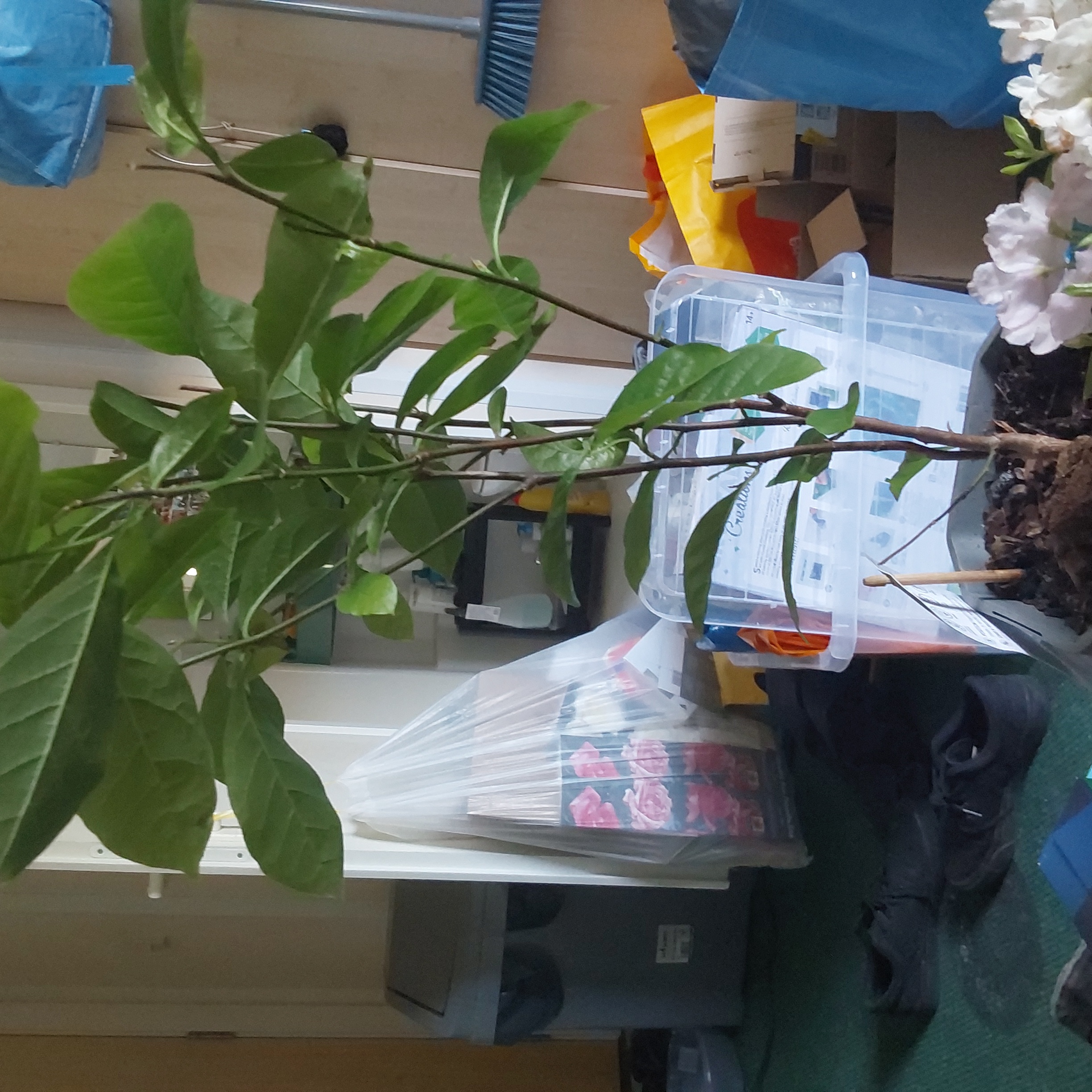 Mulan magnolia plant indoors with green leaves, surrounded by household items.