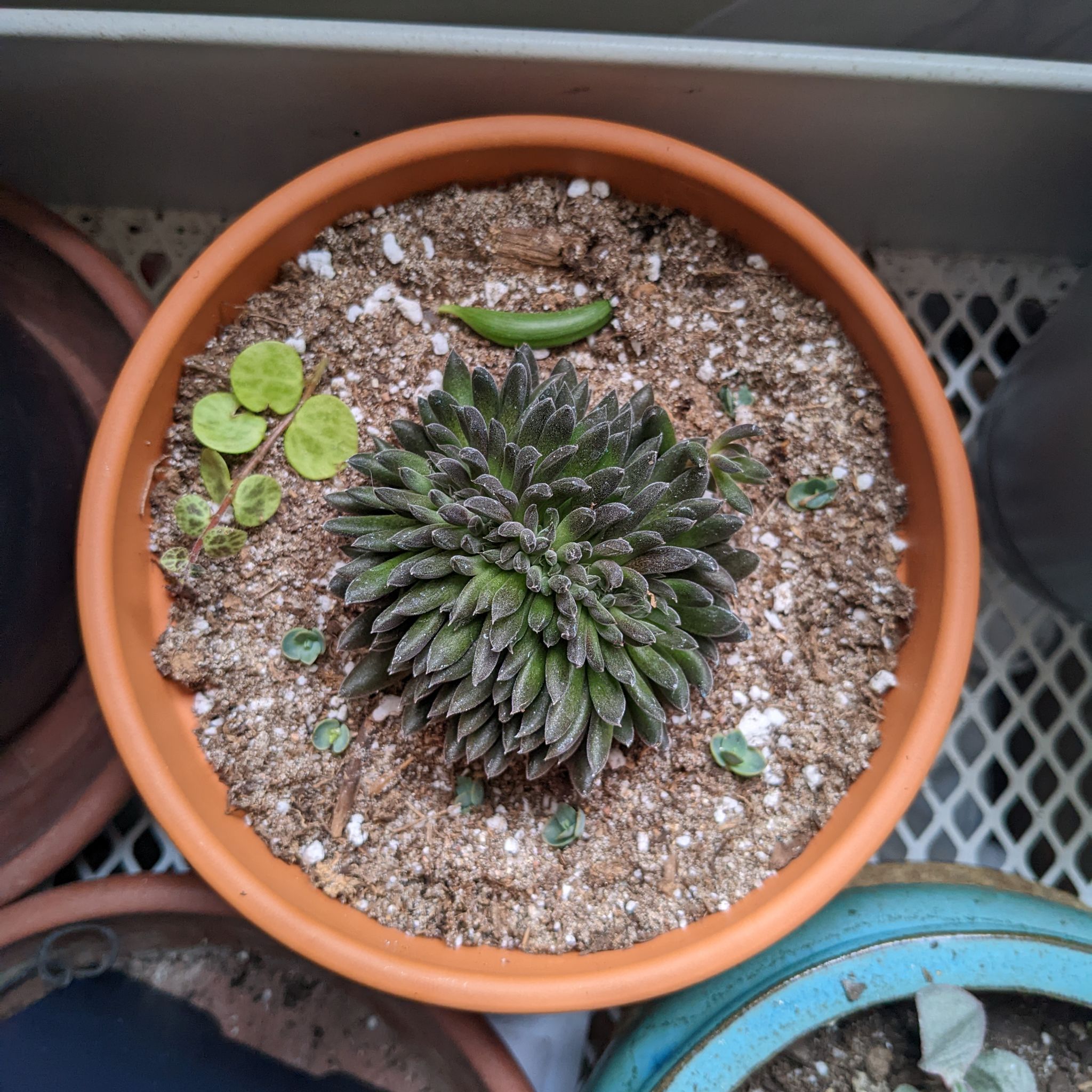 Queen Victoria Agave plant in a terracotta pot with visible soil.