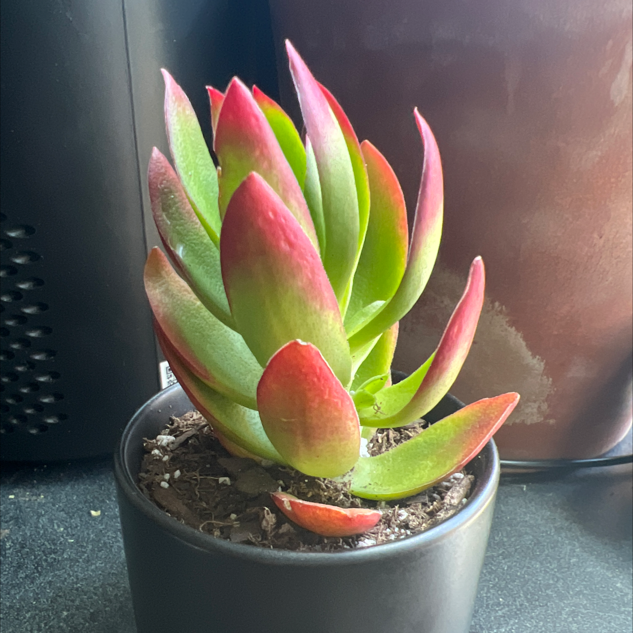 Photo of the plant species Crassula capitella 'Campfire' by @SassyAgave named gunna on Greg, the plant care app