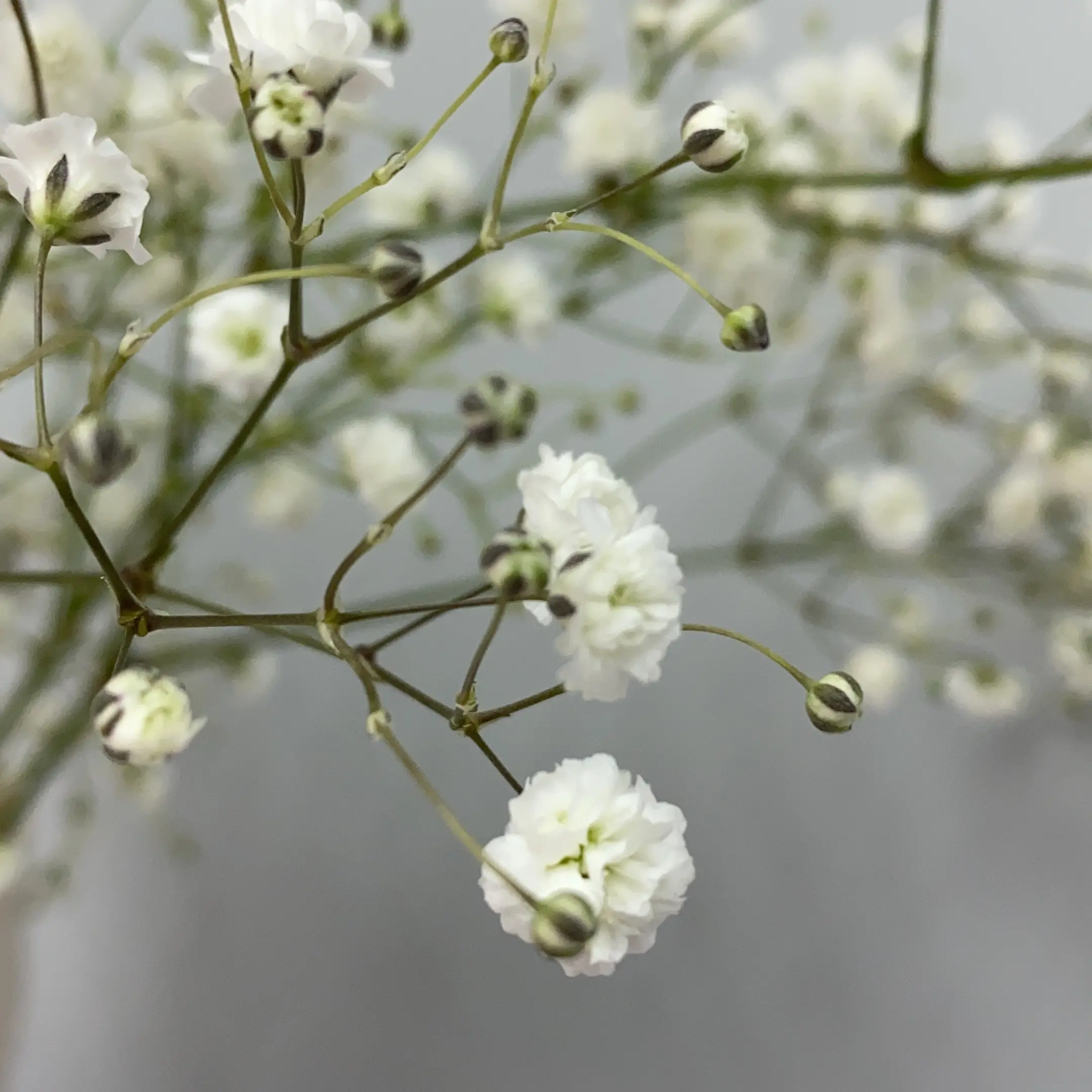 Close-up of a Baby's Breath plant with delicate white flowers.