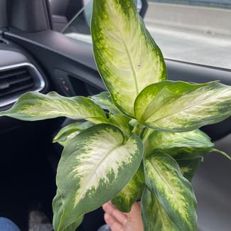 Dieffenbachia 'Camille' plant in District Heights, Maryland