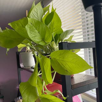 Neon Pothos plant in District Heights, Maryland