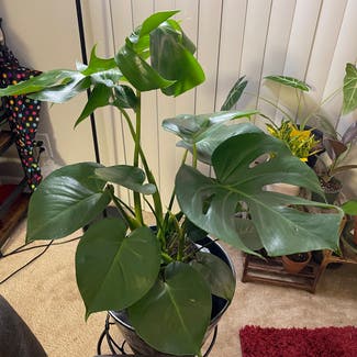 Monstera plant in District Heights, Maryland