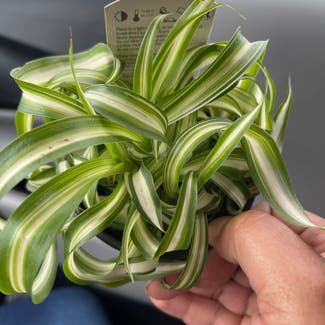 Curly Spider Plant plant in District Heights, Maryland