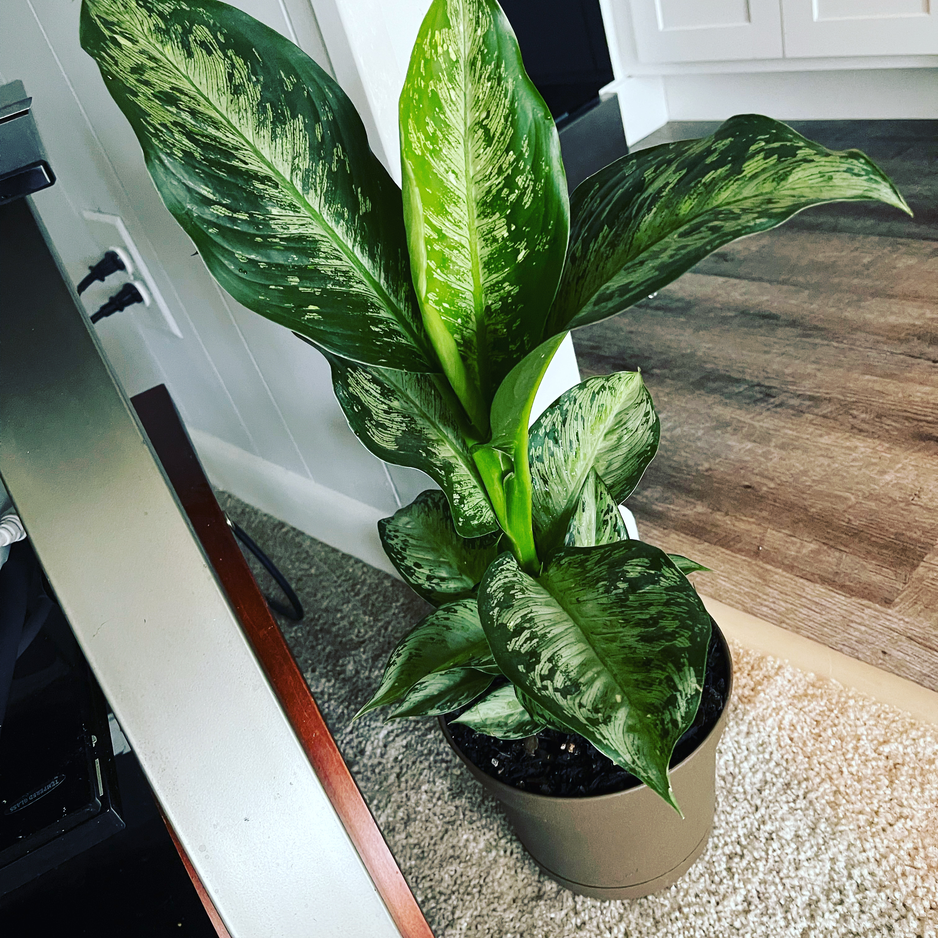 Dieffenbachia 'Memoria Corsii' plant in a pot with vibrant green variegated leaves.