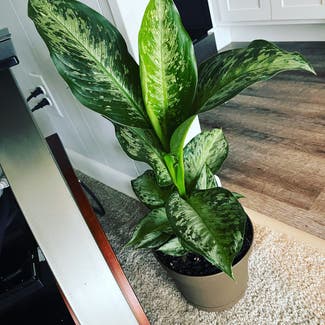 Dieffenbachia 'Memoria Corsii' plant in District Heights, Maryland