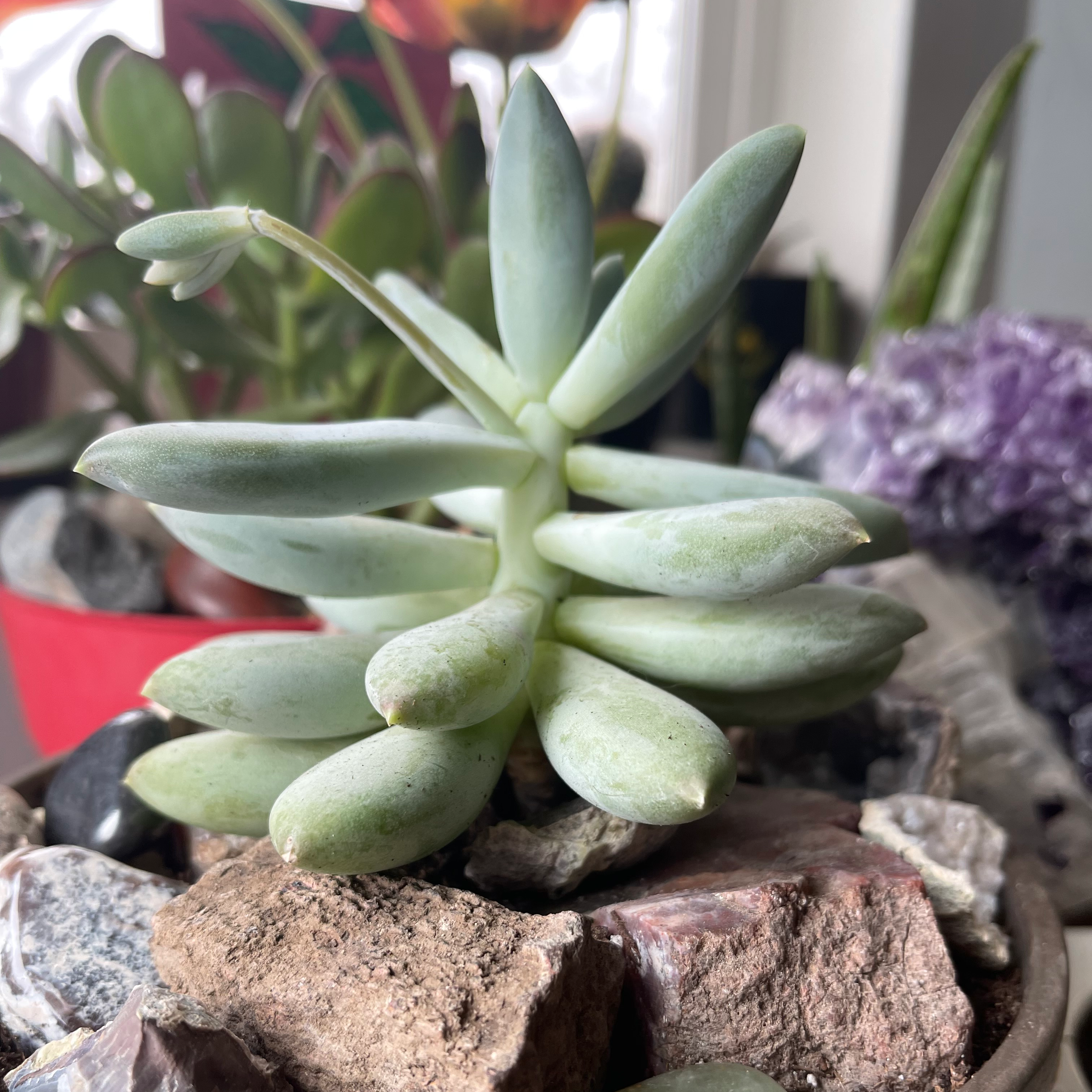 Pachyphytum 'Moon Silver' succulent plant with thick, fleshy leaves in a pot with visible soil.