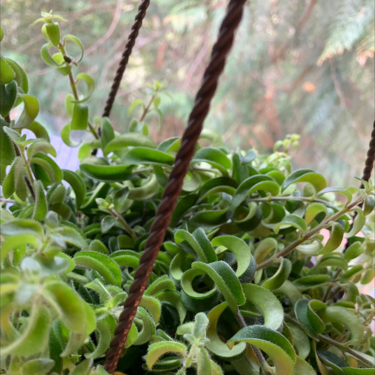 Twisted Lipstick Plant in a hanging basket with healthy green leaves.