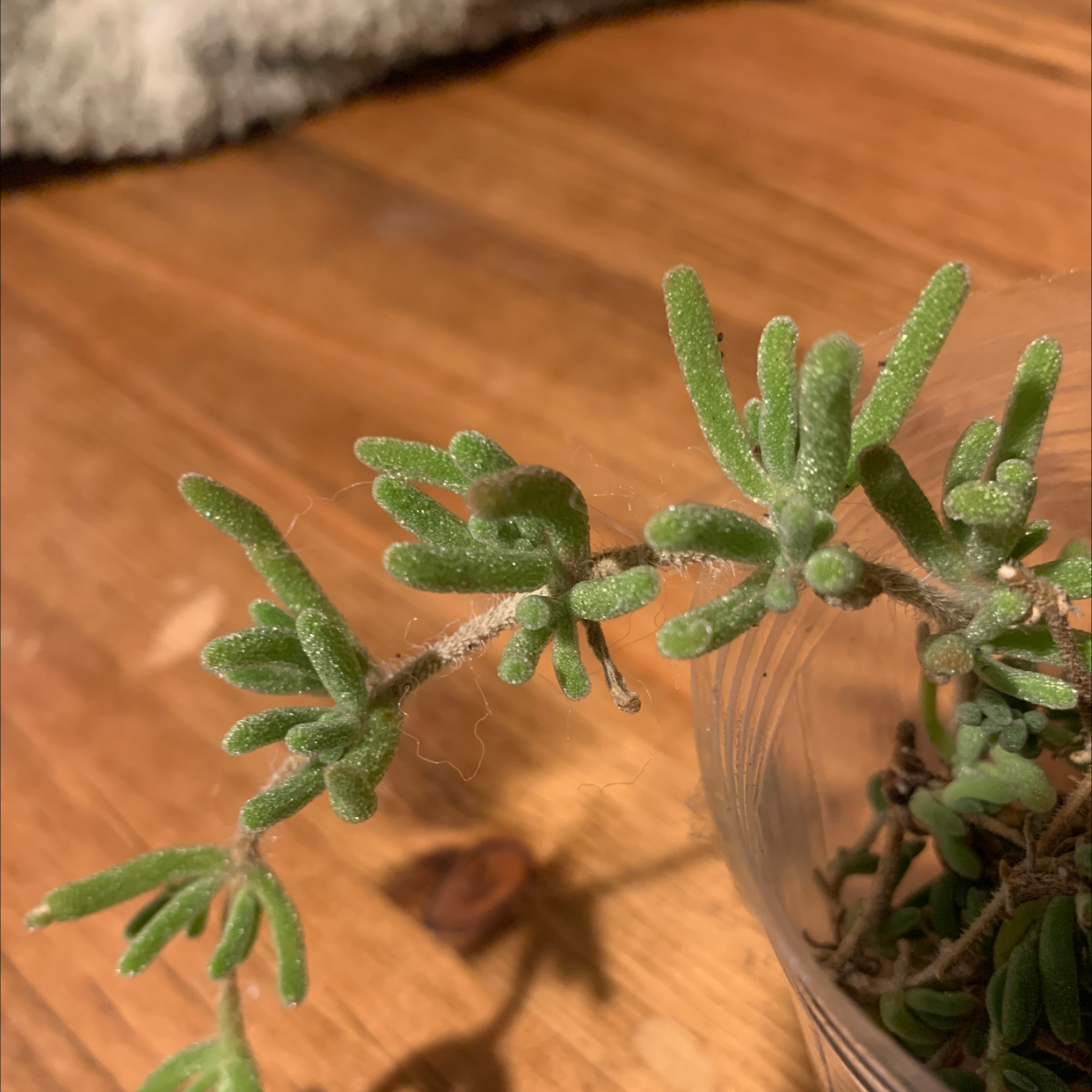 Photo of the plant species Hairy Dewflower by @Shellmonator named Your plant on Greg, the plant care app