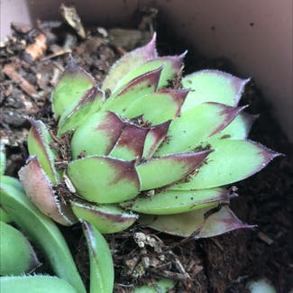 Hens and Chicks plant in Redmond, Washington