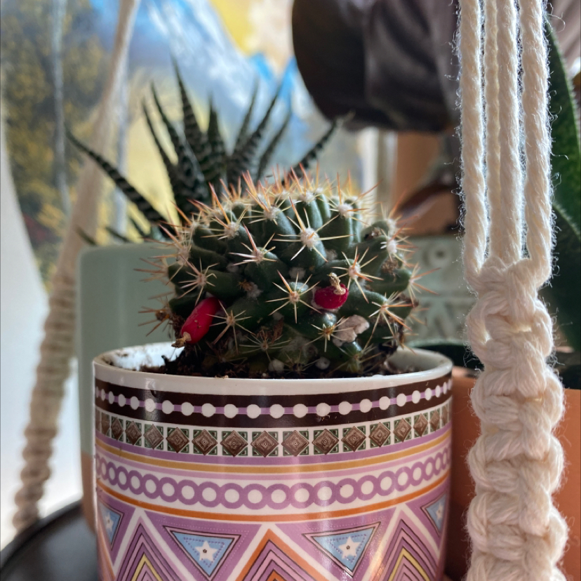 Scarlet Hedgehog Cactus in a decorative pot with red flowers and another plant in the background.
