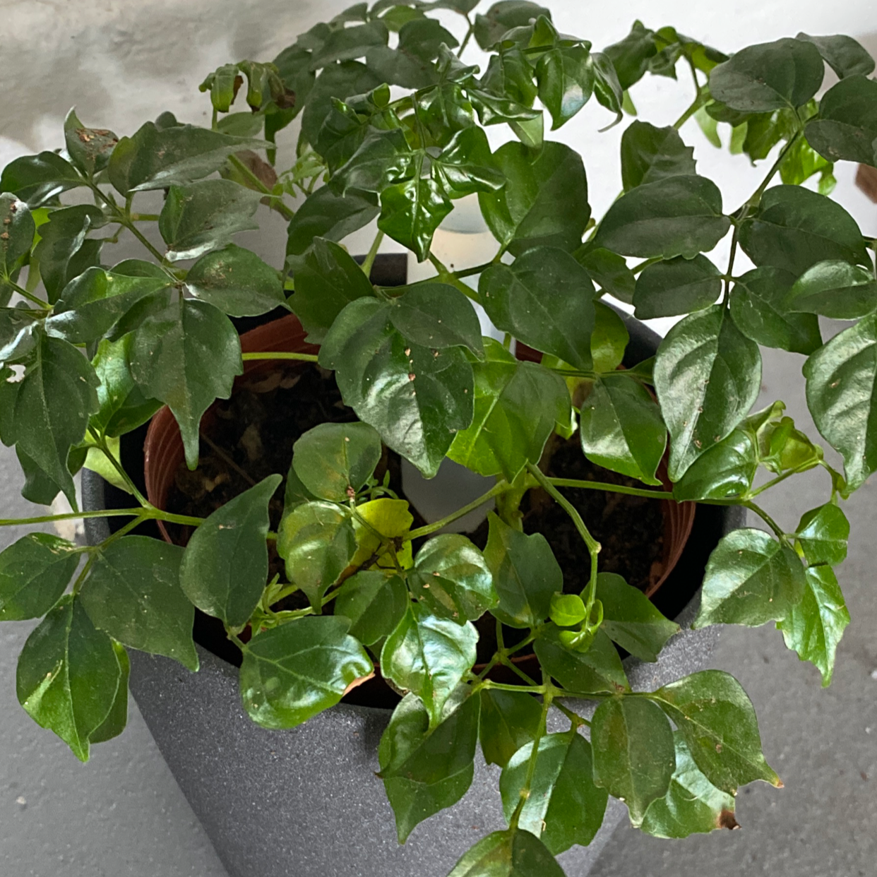 Healthy, lush China Doll plant with bright green compound leaves, no signs of discoloration or damage, potted indoors.