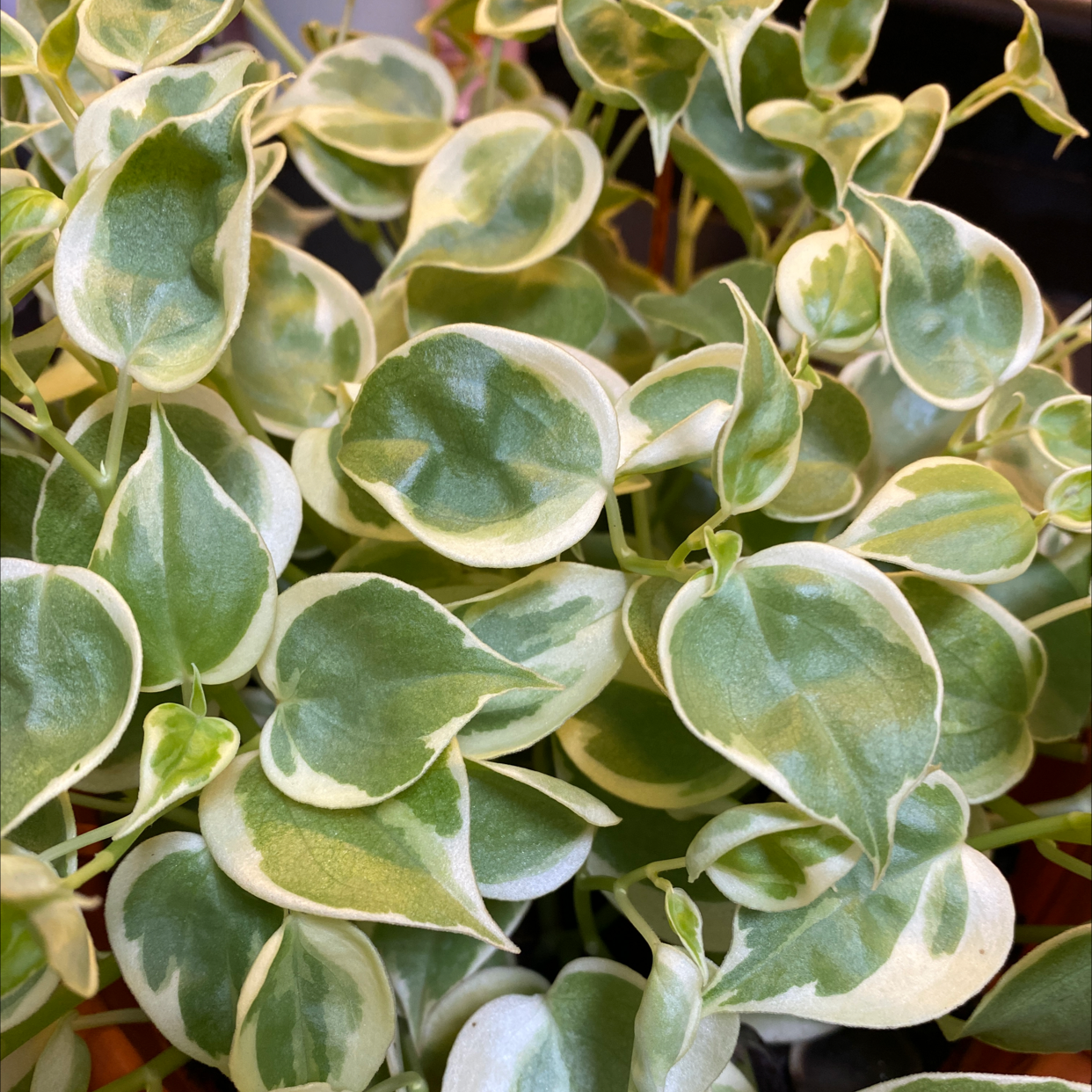 Photo of the plant species Vining Peperomia by Austin bryan named Hemingway on Greg, the plant care app
