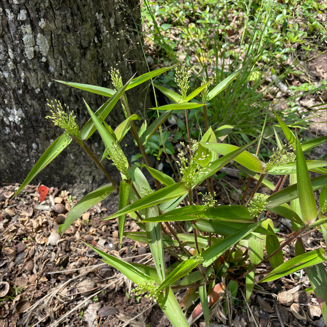 Photo of the plant species Deertongue by @ActualChaya named Your plant on Greg, the plant care app