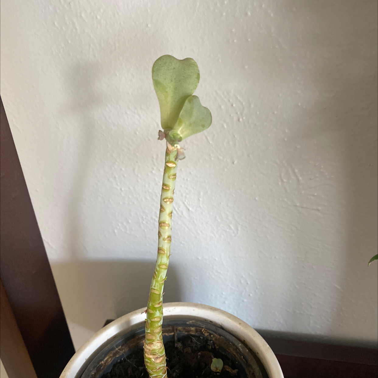 Painted Lady plant with a tall stem and two heart-shaped leaves in a pot with visible soil.