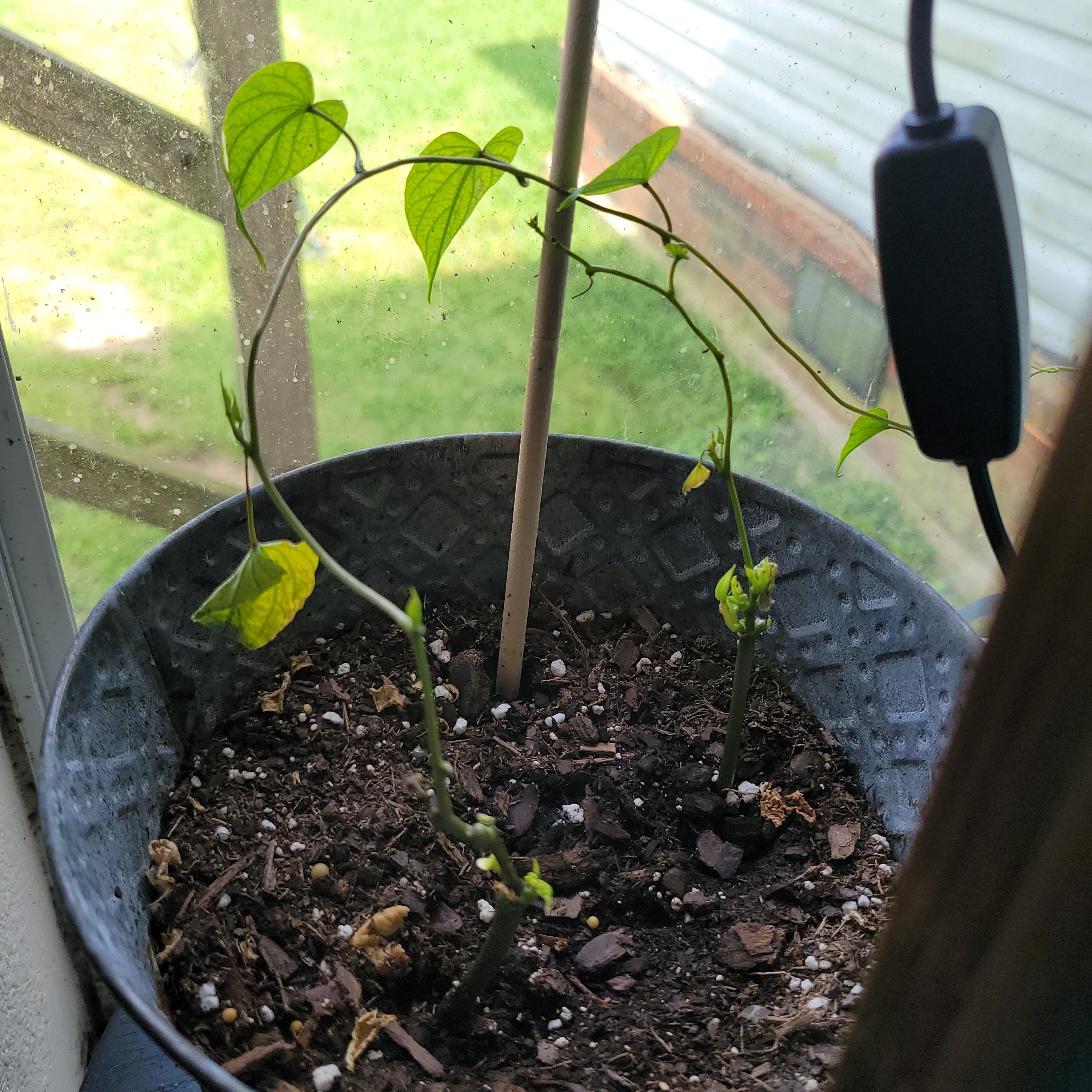 My Moonflower Leaves Are Turning Yellow. What Should I Do?