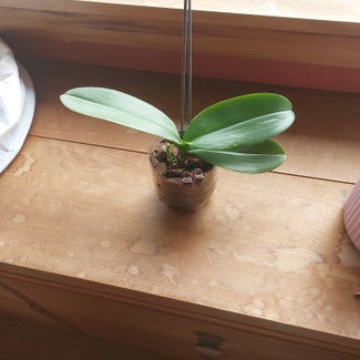 Phalaenopsis Orchid plant in Hāwera, Taranaki