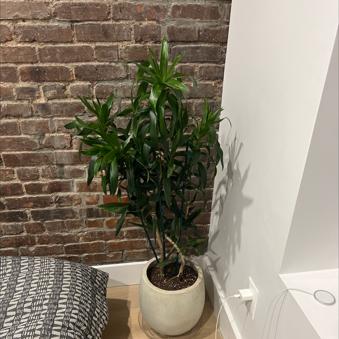 Photo of the plant species Dracaena reflexa var brevituba by @FunIvygourd named Dracaena Reflexa on Greg, the plant care app