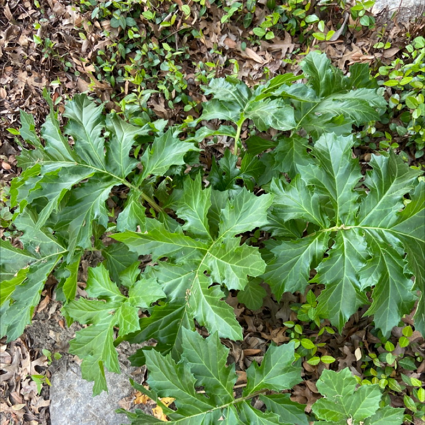 Bear's Breeches plant with large, deeply lobed green leaves.
