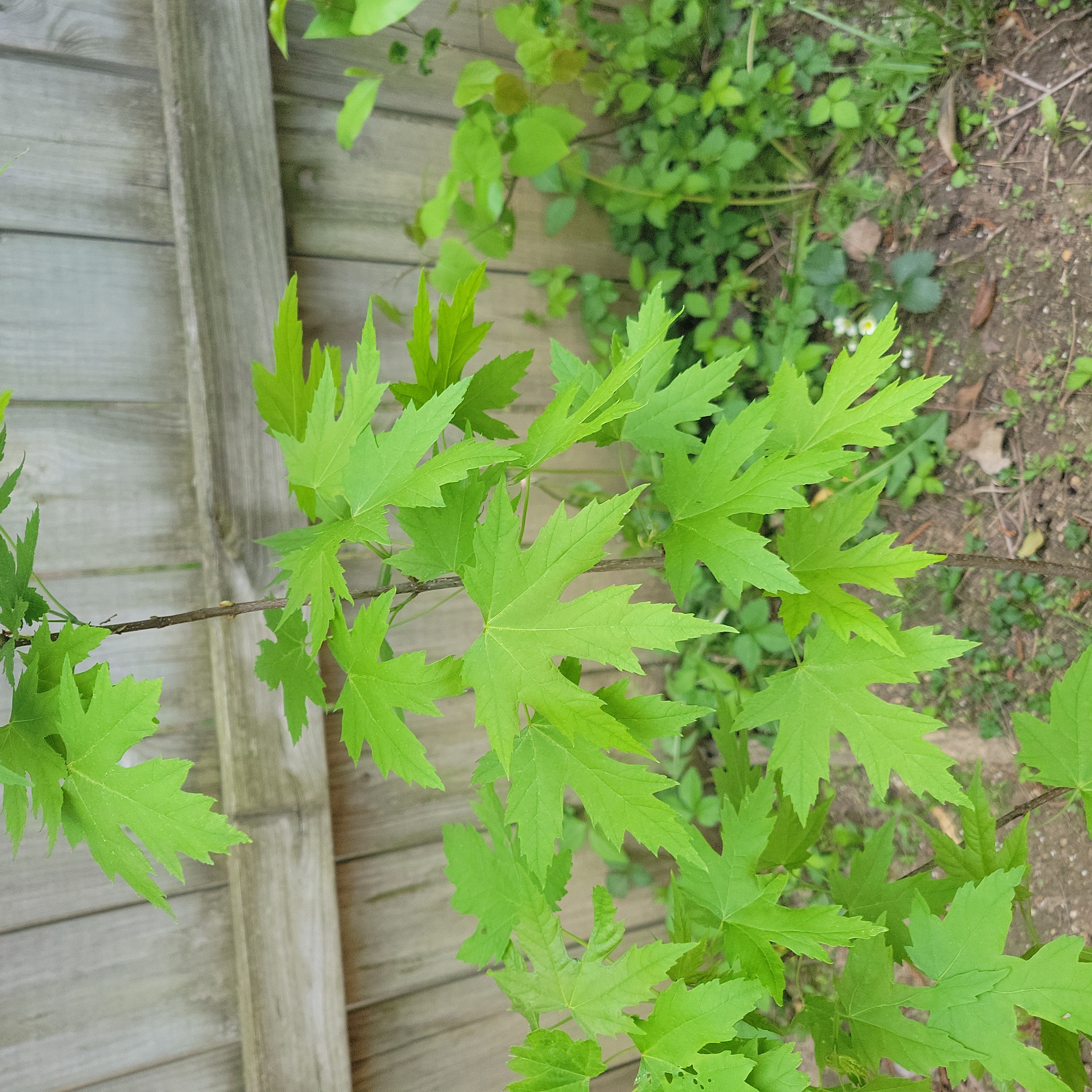 Silver Maple plant with vibrant green leaves, well-framed and healthy.