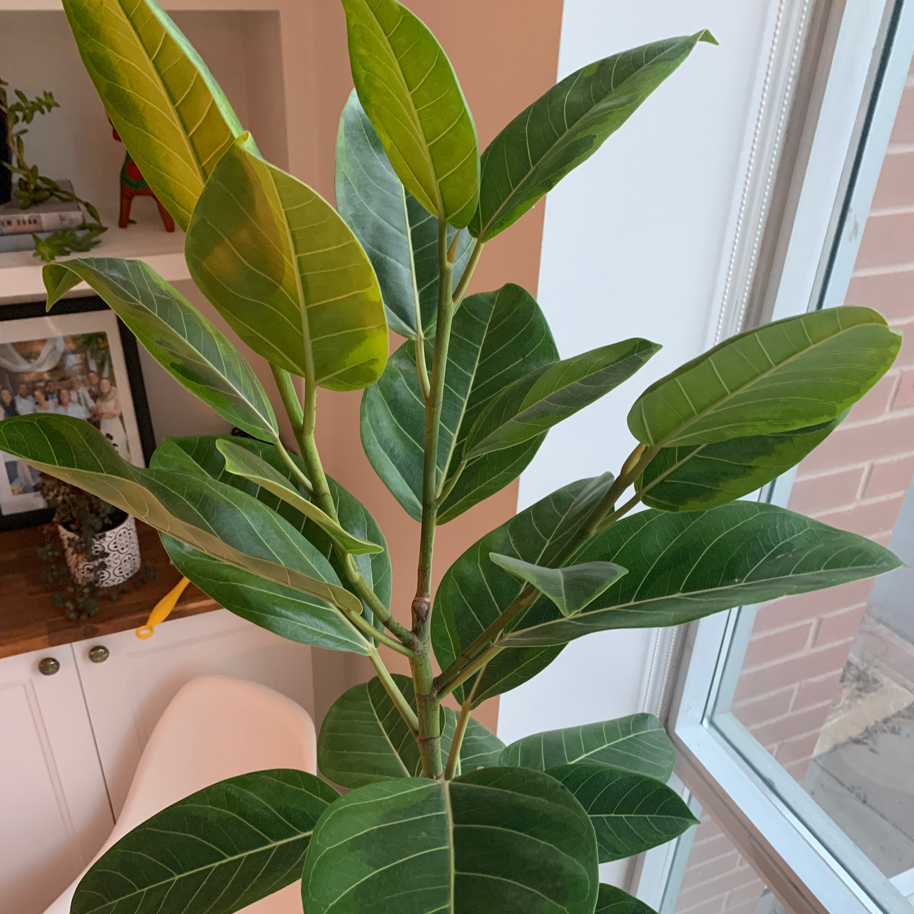 Florida Strangler Fig plant with large green leaves, slight yellowing visible.