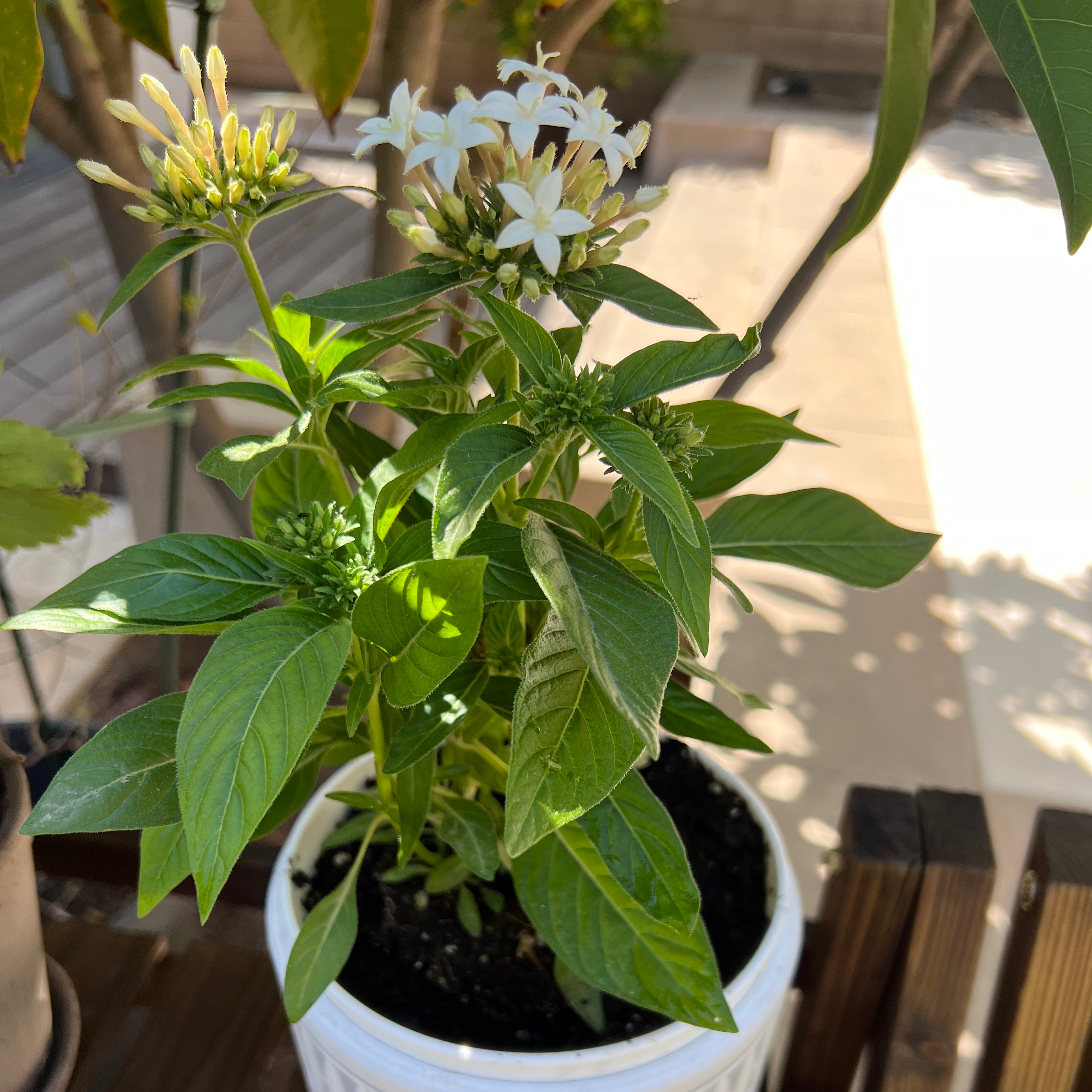 Egyptian Starcluster plant in a white pot with green leaves and white flowers.
