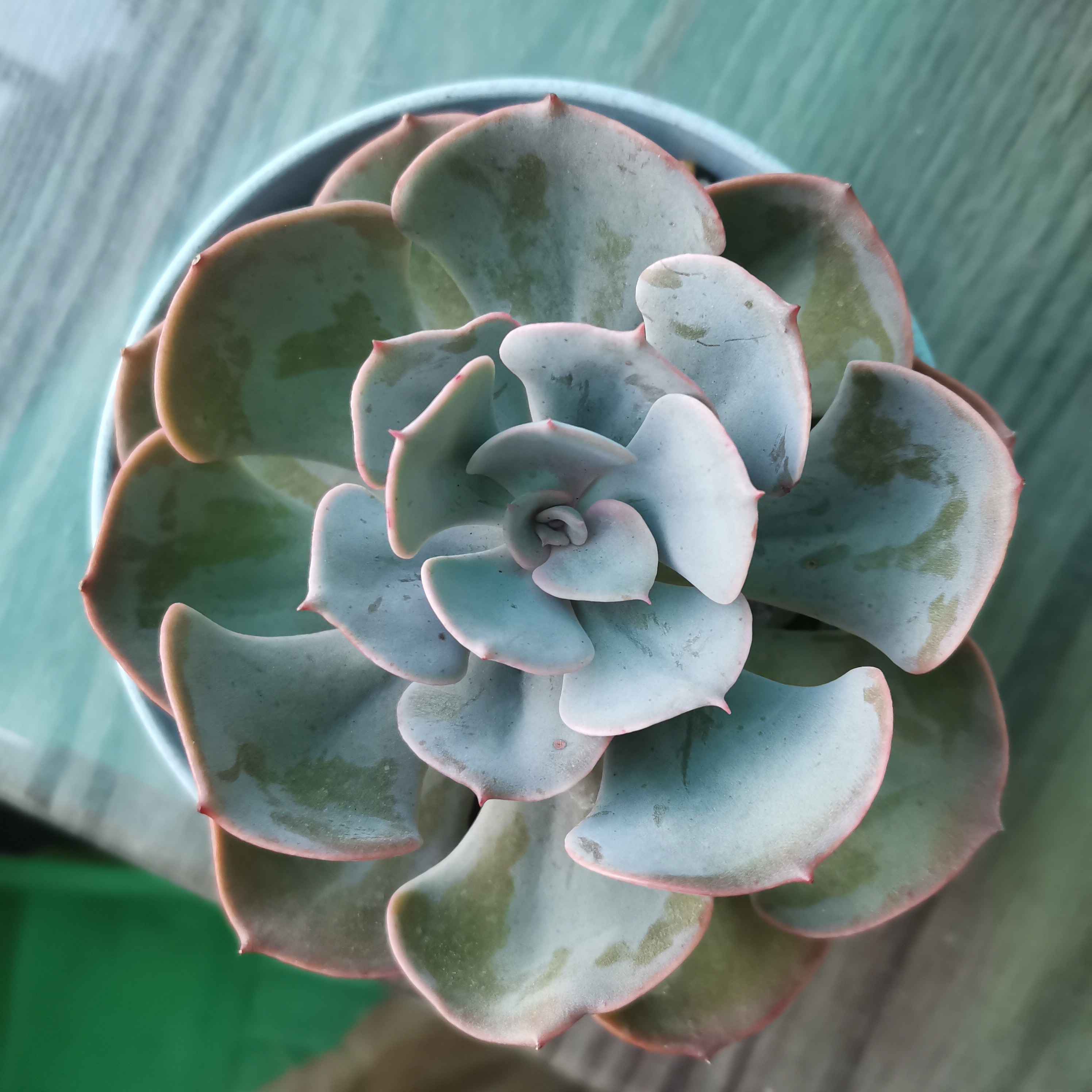 Echeveria 'Dusty Rose' succulent with bluish-green leaves and pinkish edges in a pot.