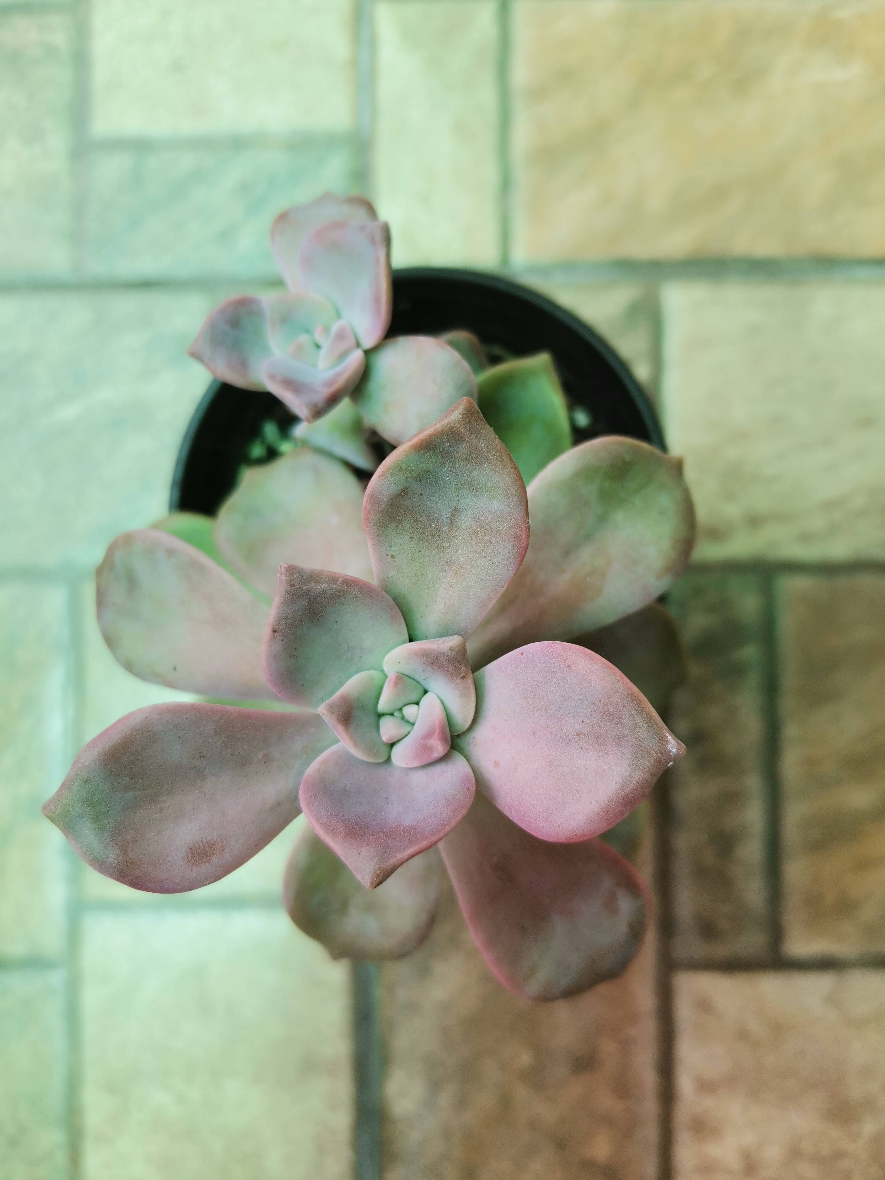 Graptopetalum 'Purple Delight' succulent in a pot with purple-hued leaves.