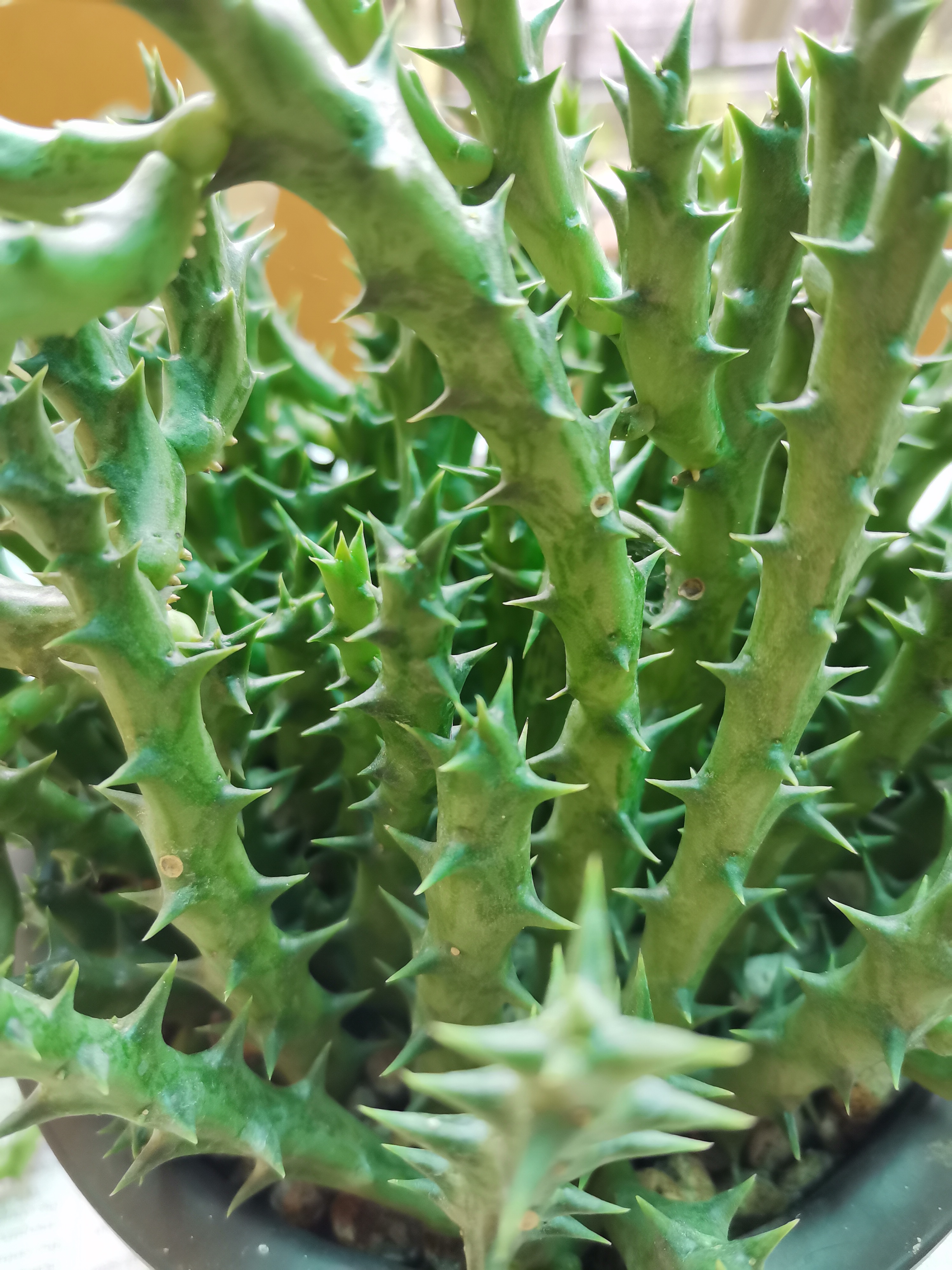 Photo of the plant species Stapelia Planiflora Jacq. by @phoenyx named Gobi on Greg, the plant care app