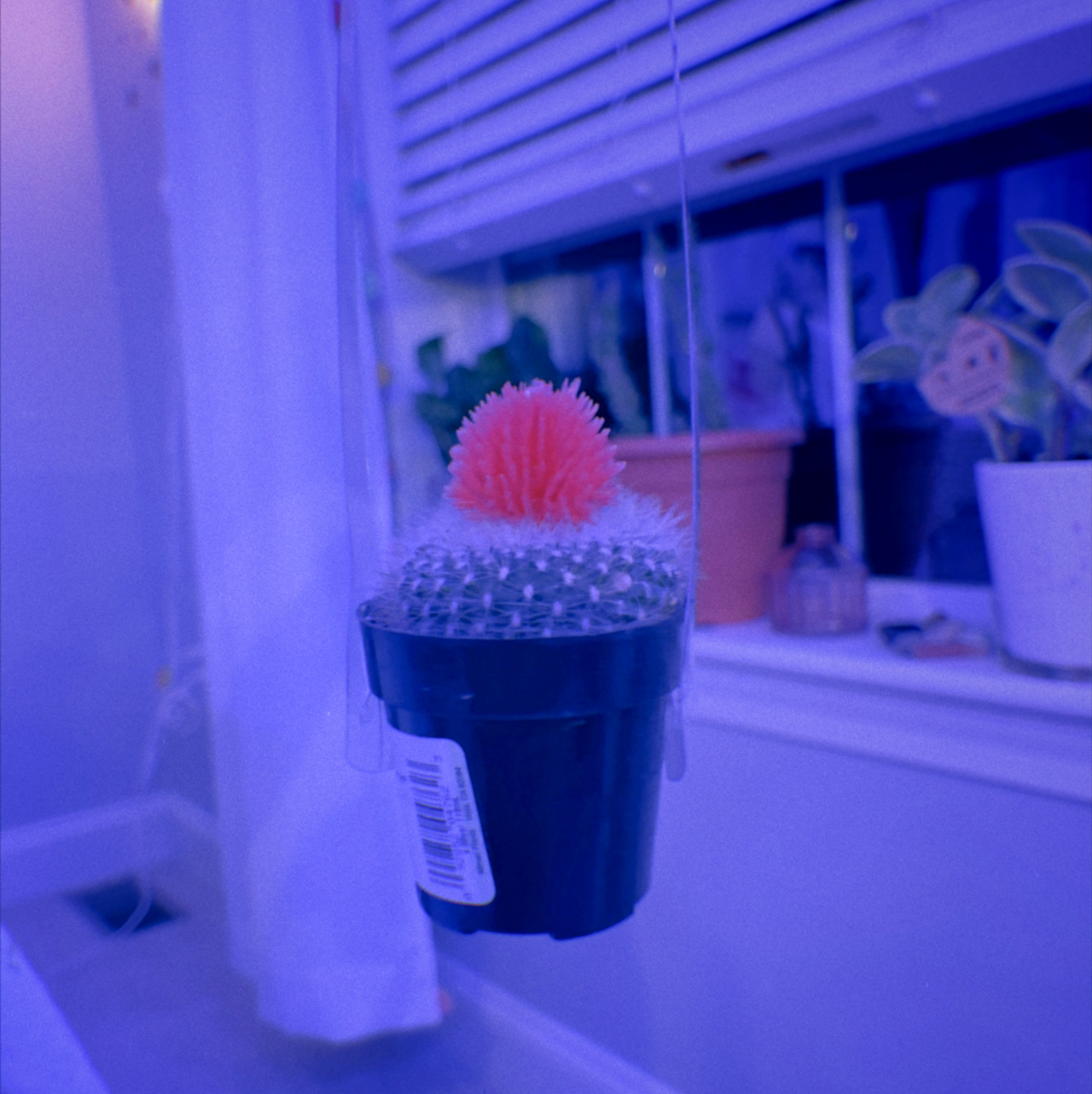 Photo of the plant species Globe Amaranth by @paigedelaney named taylor swift on Greg, the plant care app