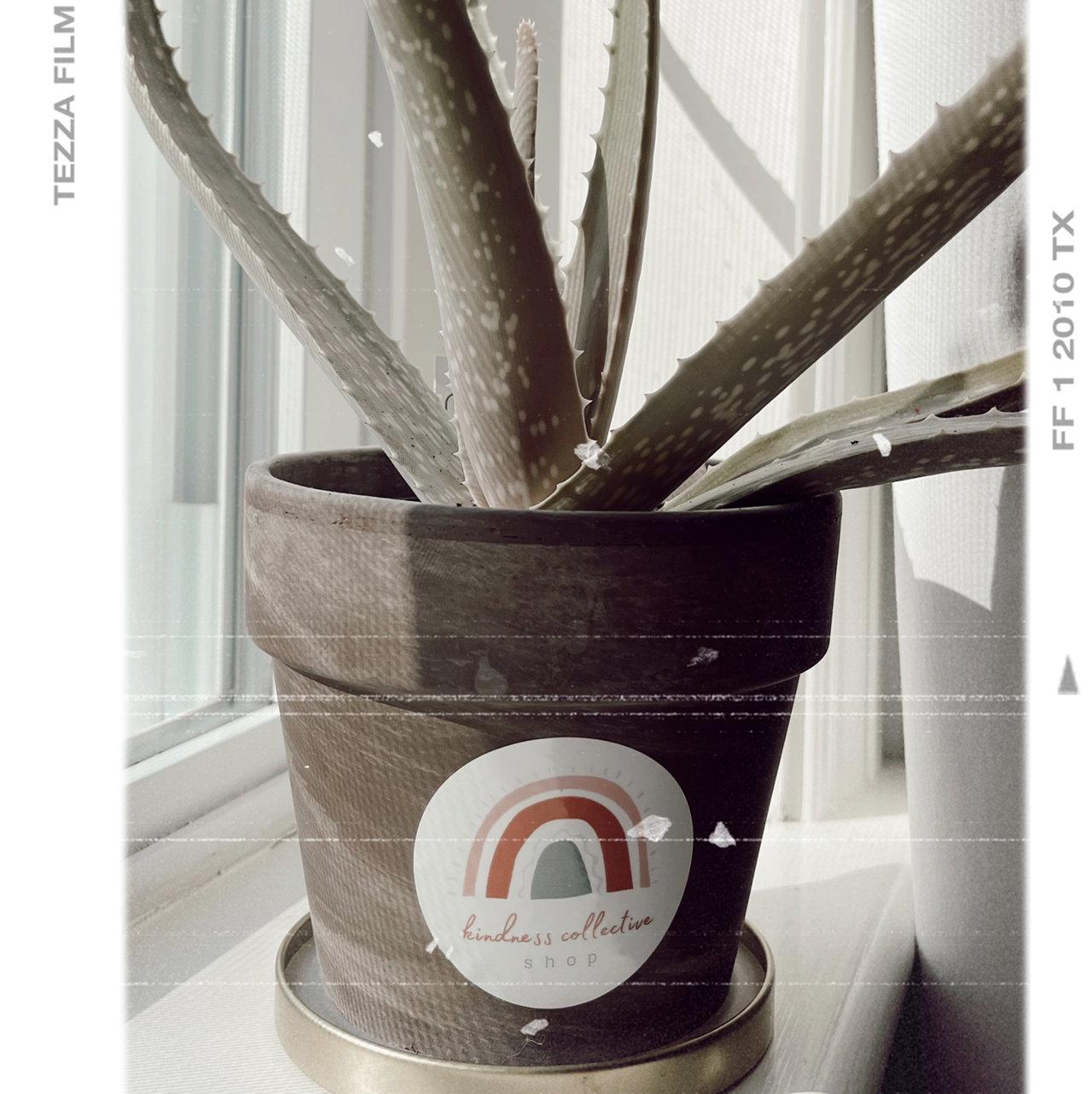 Broad-Leaved Aloe plant in a pot on a windowsill with a vintage filter overlay.